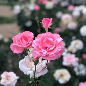 Meet your Posher, Mel